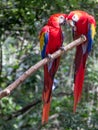 Two lovey dovey parrots in Central America