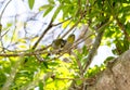 Two loving Cape White Eyes