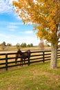 Two loving horses at horsefarm. Autumn country landscape Royalty Free Stock Photo