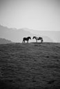 Two loving horses in wonderful scenery in mountains of irati Royalty Free Stock Photo