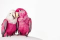 Two loving pink parrots hug and kiss each other, Generative AI, generative artificial a intelligence Royalty Free Stock Photo