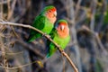 Two loving rosy faced lovebirds Royalty Free Stock Photo