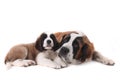 Two Loving Saint Bernard Puppies Together o