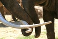 Two loving trunks (elephants)