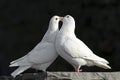 Two loving white doves