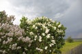 Two lush bushes of blooming lilac and storming sky background