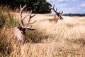 Two lying deers in a grass having rest in summer