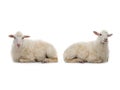 two Lying sheep isolated on a white Royalty Free Stock Photo