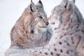 Two lynx rests in the snow Royalty Free Stock Photo