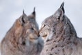 Two lynx rests in the snow