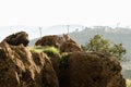 Two lynx on a rock resting in the sun Royalty Free Stock Photo