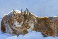 Two Lynx in the snow. Wildlife scene from winter nature Royalty Free Stock Photo