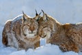 Two Lynx in the snow. Wildlife scene from winter nature Royalty Free Stock Photo