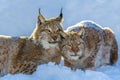 Two Lynx in the snow. Wildlife scene from winter nature Royalty Free Stock Photo