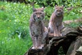 Lynxes