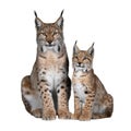 Two lynxes sitting on black background with detailed fur patterns and transparent background Royalty Free Stock Photo