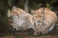 Two lynxes are waiting tensely in the forest Royalty Free Stock Photo