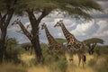 Two Maasai giraffe, male and female, grazing from an acacia tree in the Masai Mara, Kenya