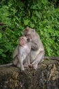 Two macague monkeys cleaning their fur Royalty Free Stock Photo