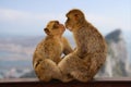 Two macaque monkeys kissing on Gibraltar