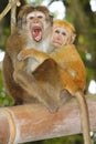 Two macaque monkeys Macaca sinica sitting on the branch