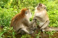 Two Macaques