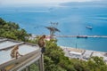 Two macaques of Gibraltar (Macaca sylvanus) sitting and cable car structure Royalty Free Stock Photo