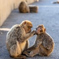 Two macaques preening Royalty Free Stock Photo