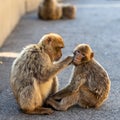 Two macaques preening Royalty Free Stock Photo