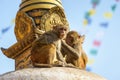 Two macaques on top of chorten Royalty Free Stock Photo