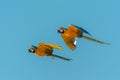 Two macaw bird fly Royalty Free Stock Photo