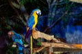 Two Macaw in Chiang Mai Night Safari