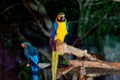 Two Macaw in Chiang Mai Night Safari