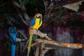 Two Macaw in Chiang Mai Night Safari