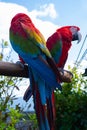 Two Macaw Parrot Relaxing and Enjoying the Weather Royalty Free Stock Photo