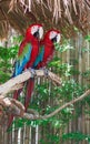 Two macaw parrot Royalty Free Stock Photo