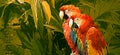 Two Macaw Parrots