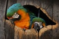 Two macaw parrots in a barrel Royalty Free Stock Photo