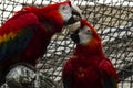 Two macaw parrots Royalty Free Stock Photo