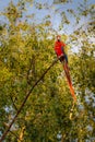 Two macaw parrots caught in flight