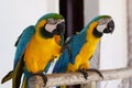 Two macaw parrots Royalty Free Stock Photo