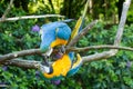 Two macaw parrots Royalty Free Stock Photo