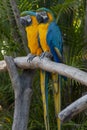 Two Macaw Parrots