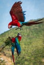 Two macaw parrots fight over a tree branch in this incredible in flight action shot