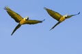 Two macaw parrots in flight