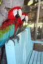 Two Macaw parrots Royalty Free Stock Photo