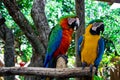 Two Macaw Parrots Perched on a Log Royalty Free Stock Photo