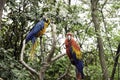 Two Macaw Parrots Tropical Bird