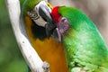 Two Macaw's, one getting bit perched on a tree Royalty Free Stock Photo
