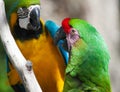 Two Macaw's perched on a tree Royalty Free Stock Photo